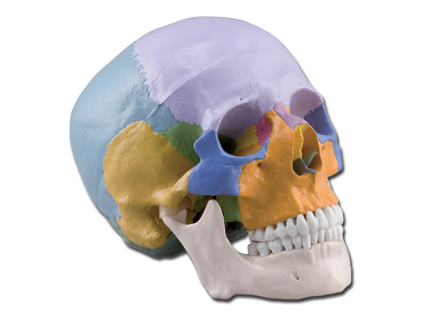 HUMAN SKULL - 1X - 3 PARTS - COLOURED1