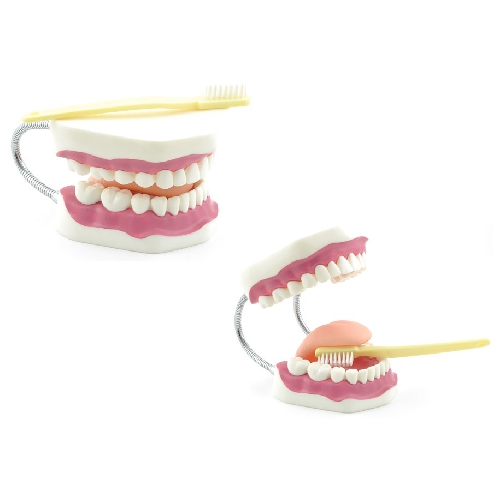 TEETH MODEL